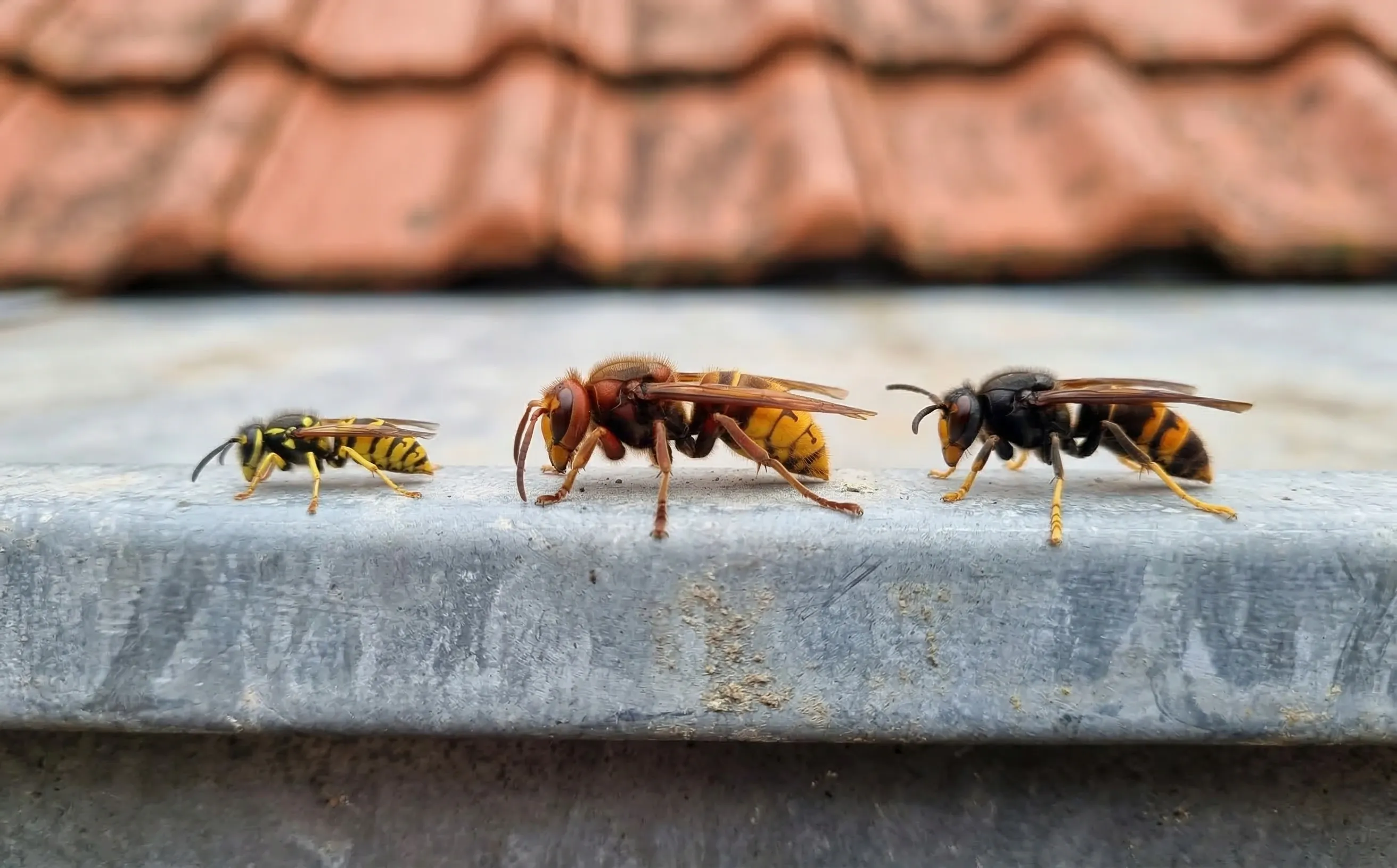 Guêpe commune, frelon européen et frelon asiatique côte à côte sur un rebord de zinc pour comparaison de taille