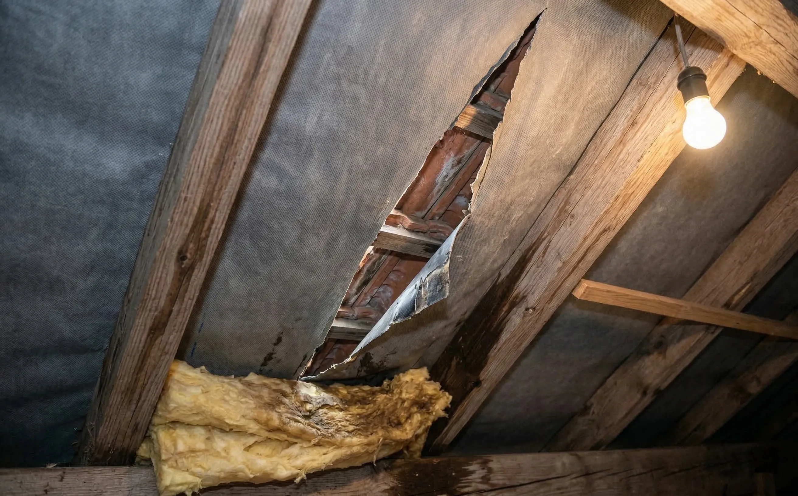 Écran de sous-toiture déchiré le long d'un chevron avec traces d'humidité sur l'isolant en laine de verre en dessous
