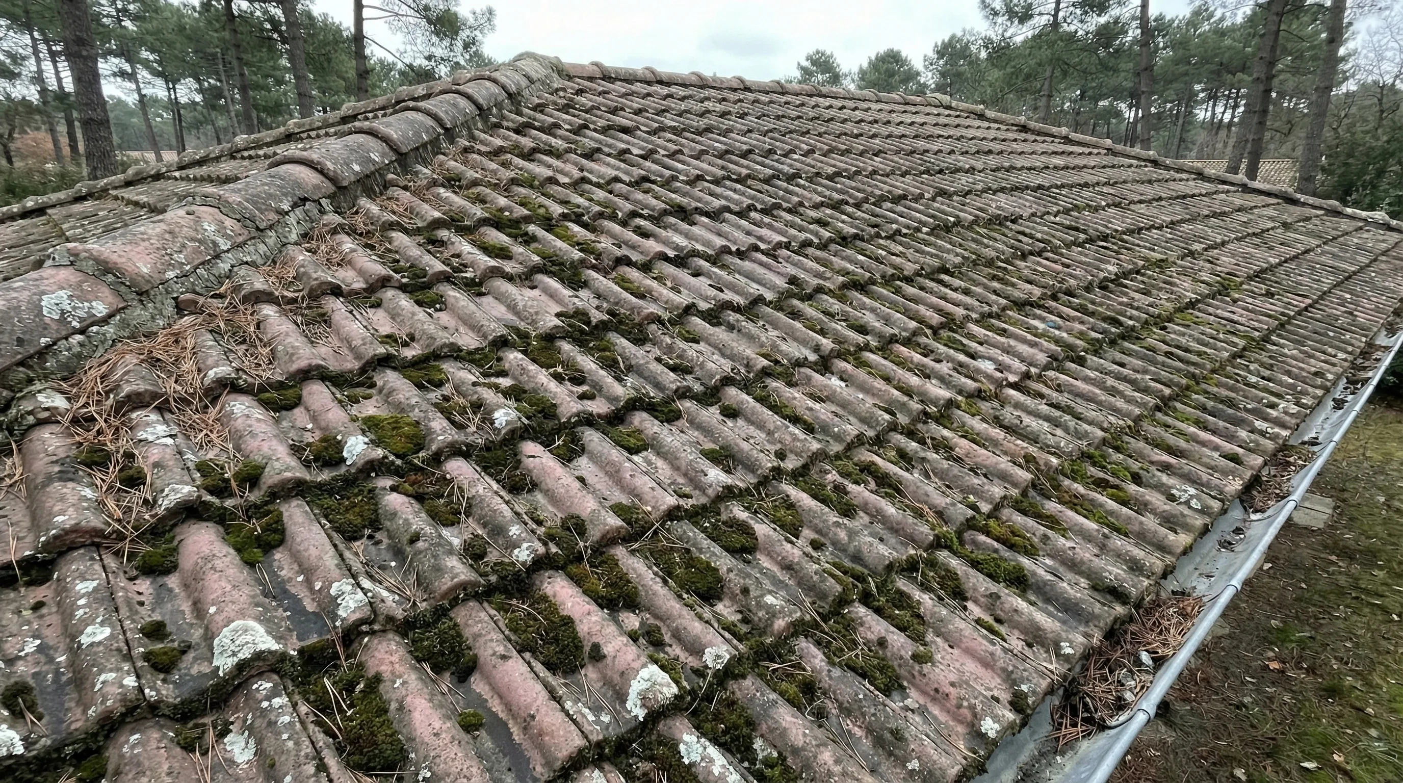 Toiture couverte de mousse et lichen avant nettoyage à Pessac