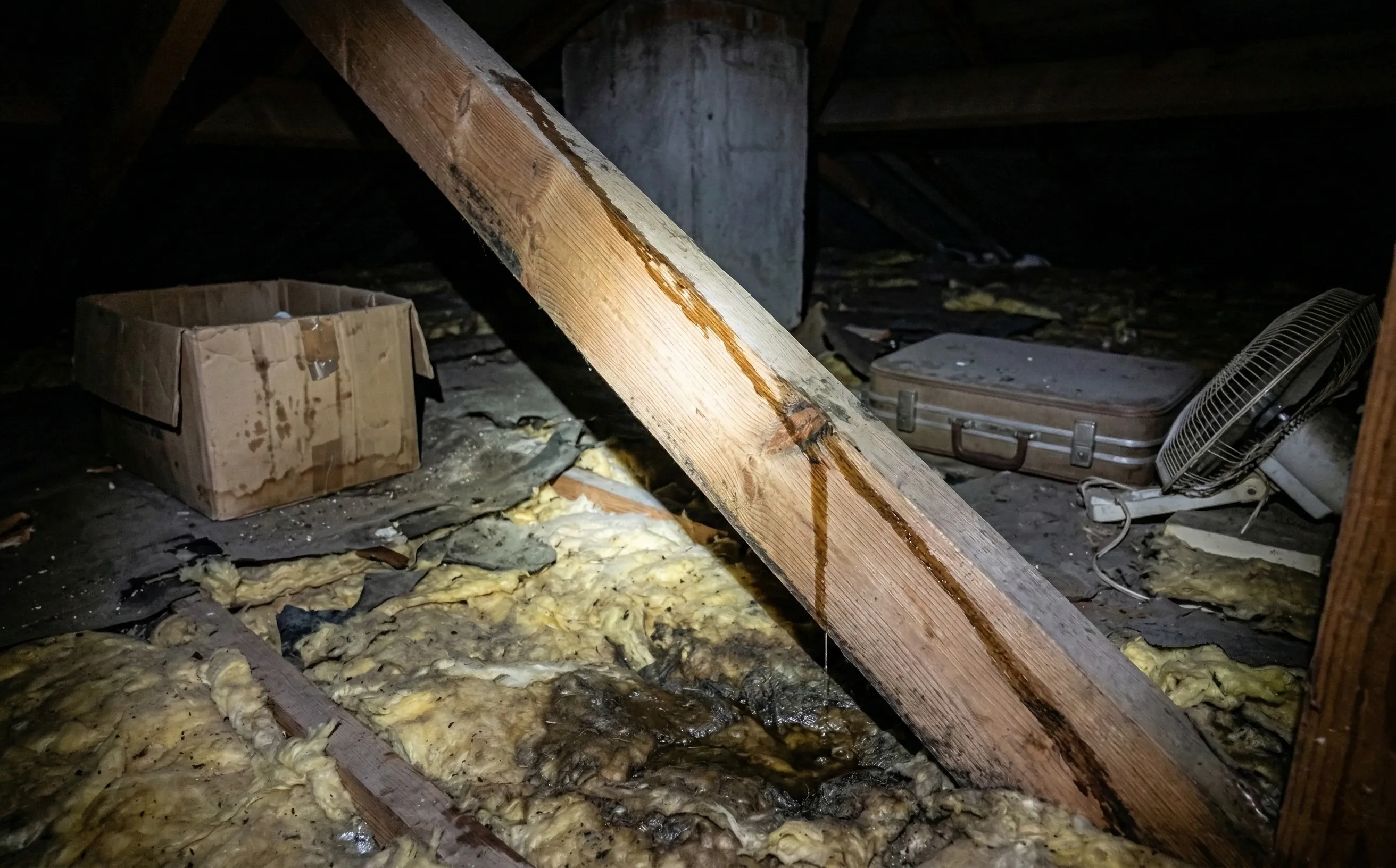 Inspection de combles avec lampe torche révélant une trace d'humidité sombre le long d'un chevron en pin maritime