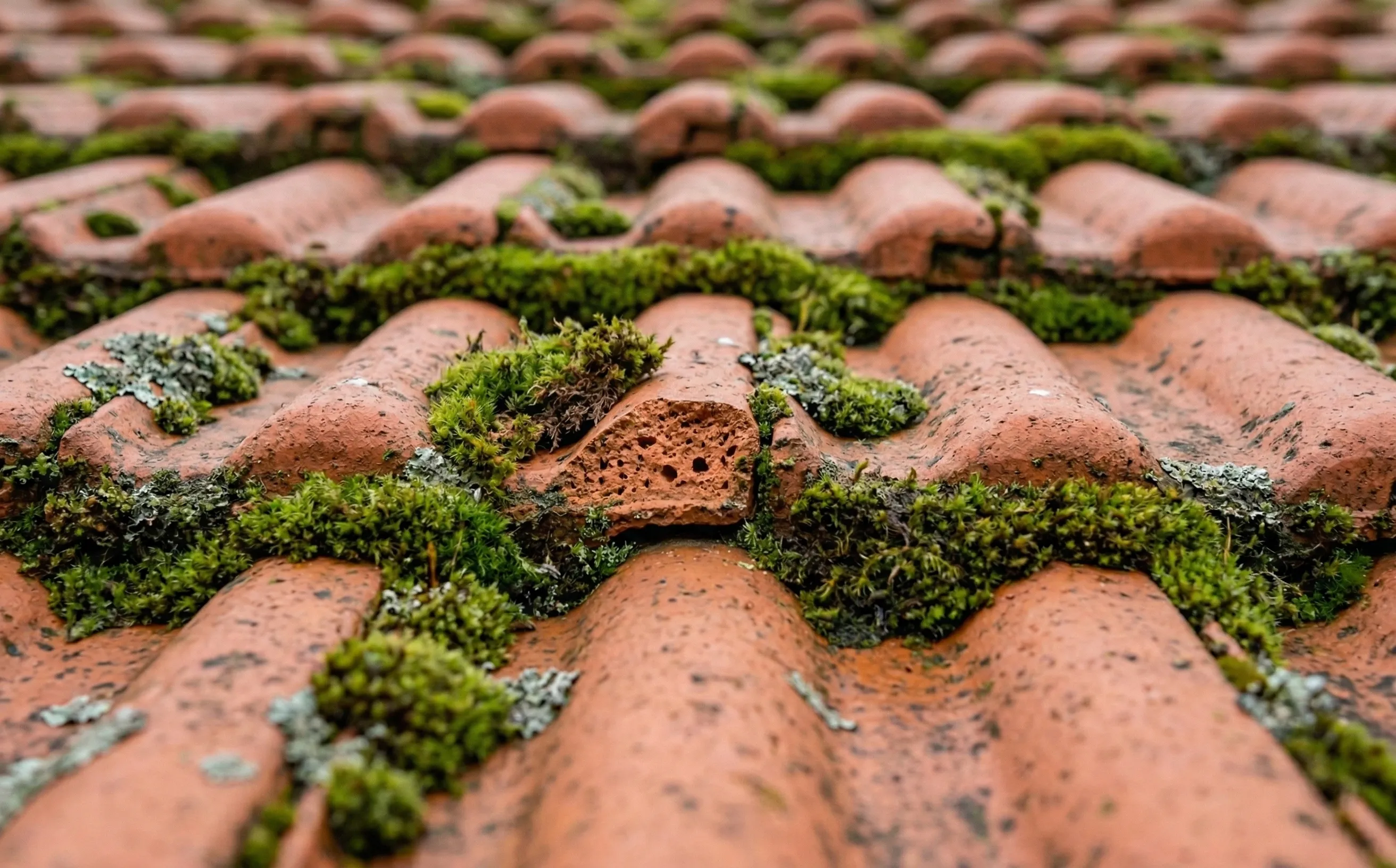 Mousse épaisse entre tuiles mécaniques terre cuite, racines visibles dans les interstices de recouvrement