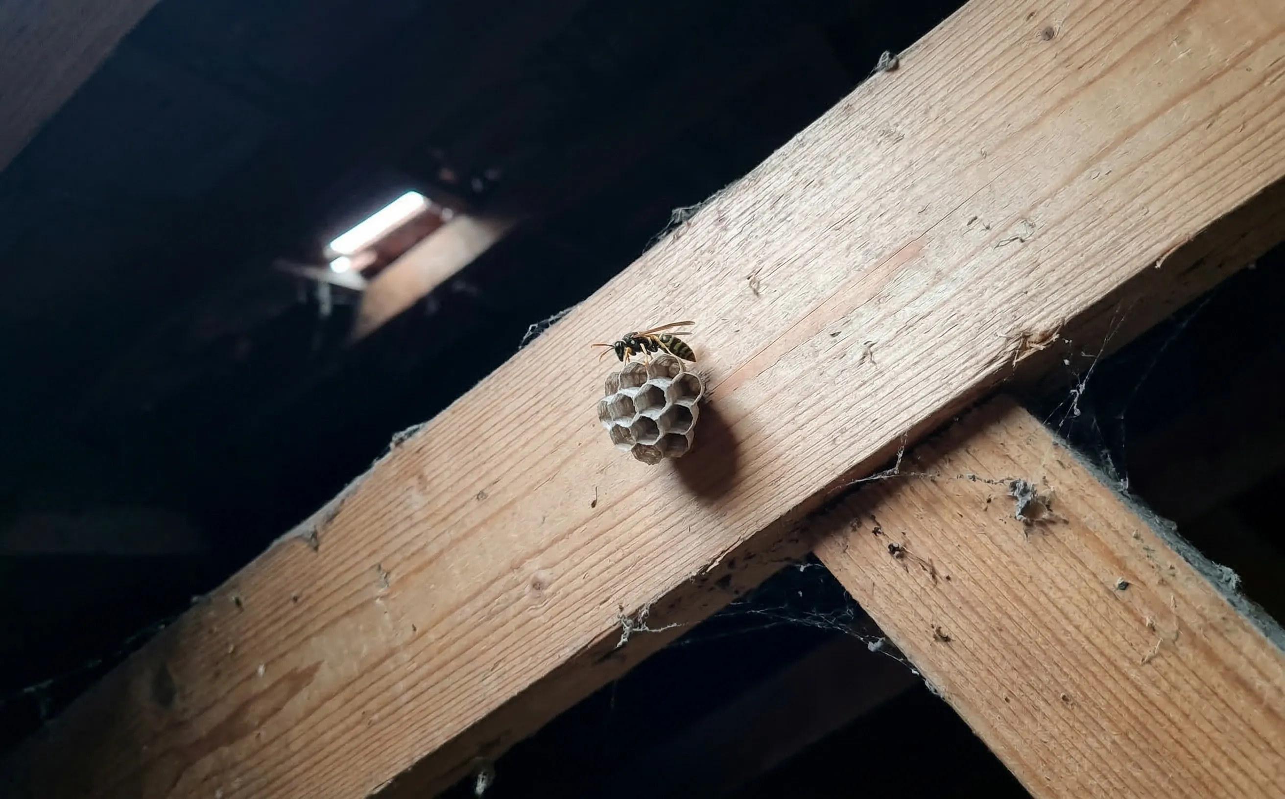 Petit nid de guêpes en début de construction accroché à une poutre de charpente dans des combles sombres