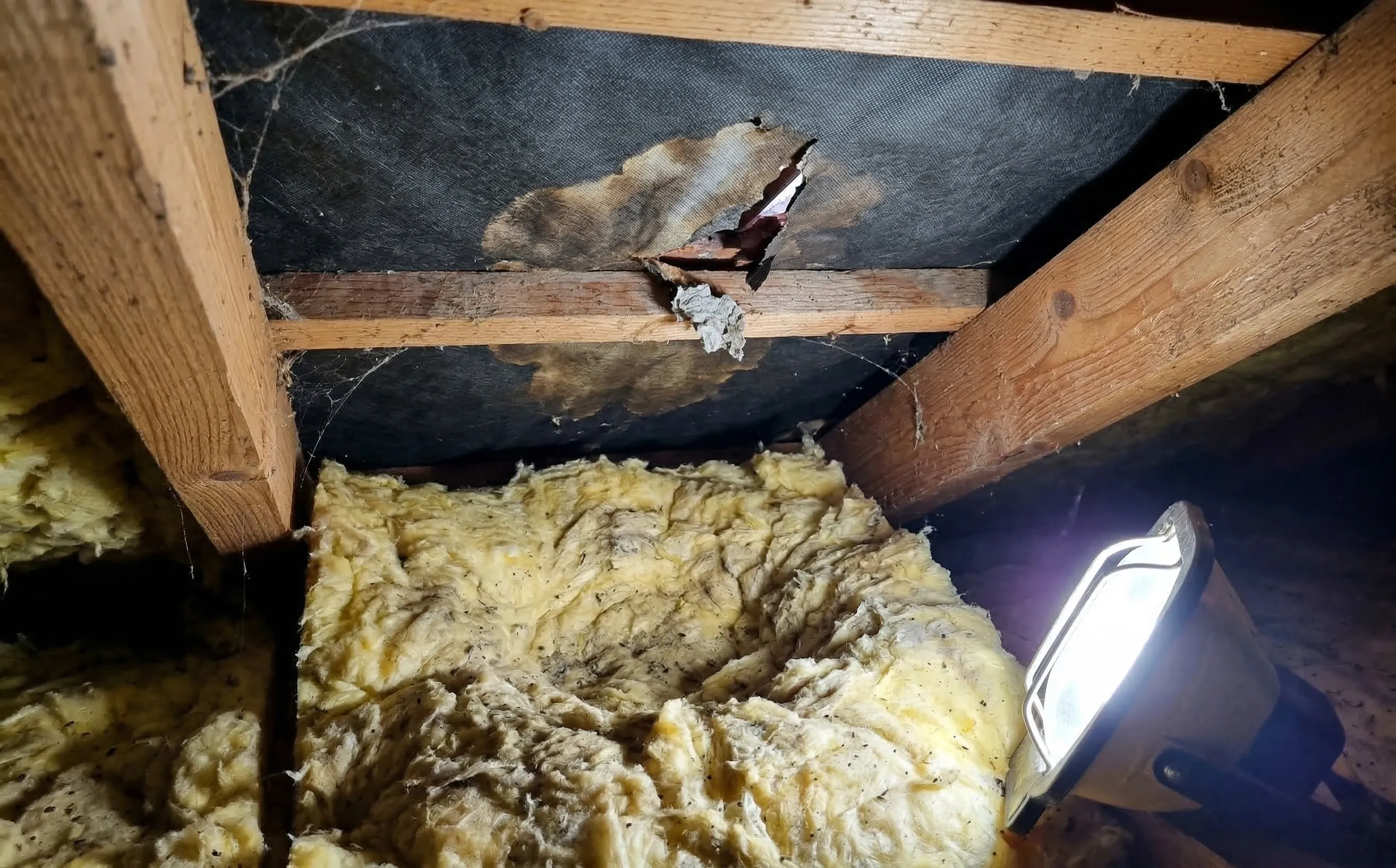 Zone de sous-toiture endommagée par un nid de guêpes avec laine de verre comprimée et écran déchiré