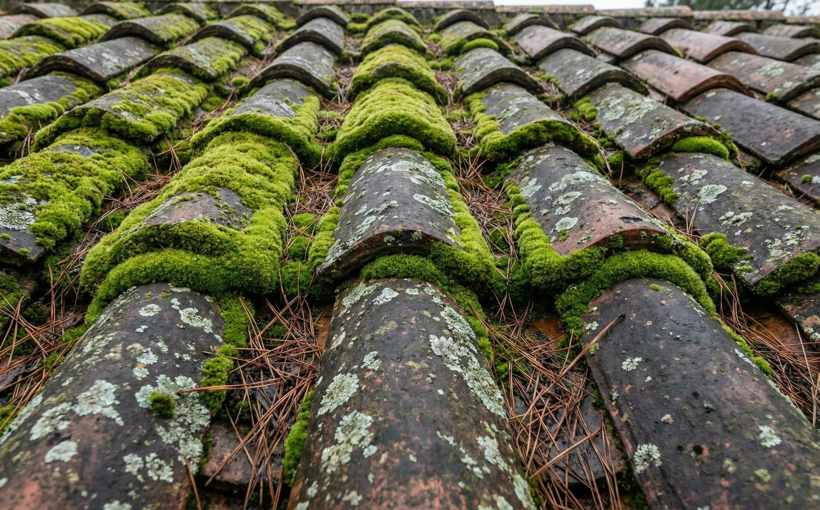 Tuiles canal anciennes couvertes de mousse et lichens sur le versant nord d'une toiture