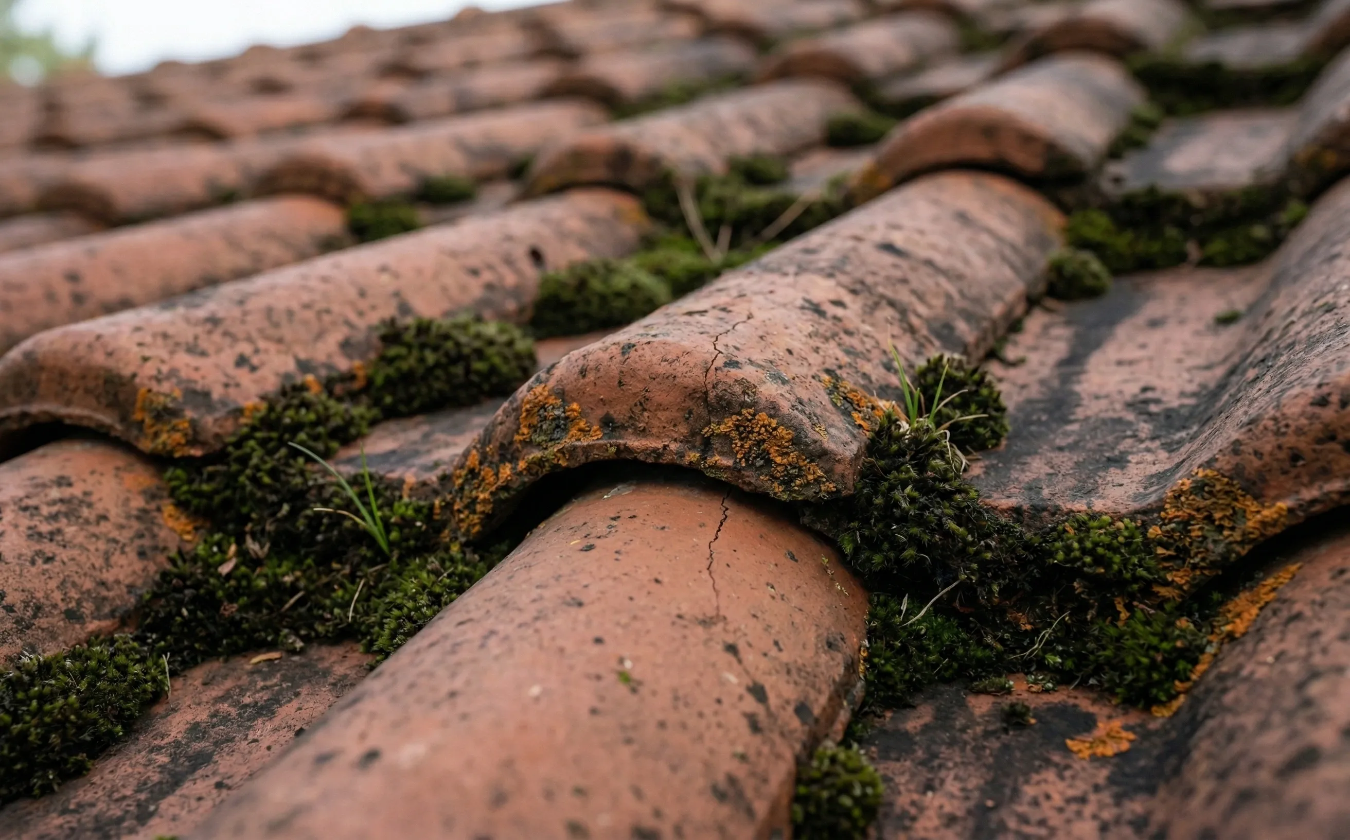 Gros plan sur des tuiles mécaniques couvertes de mousse épaisse et de lichens orangés avec traces d'humidité aux jonctions